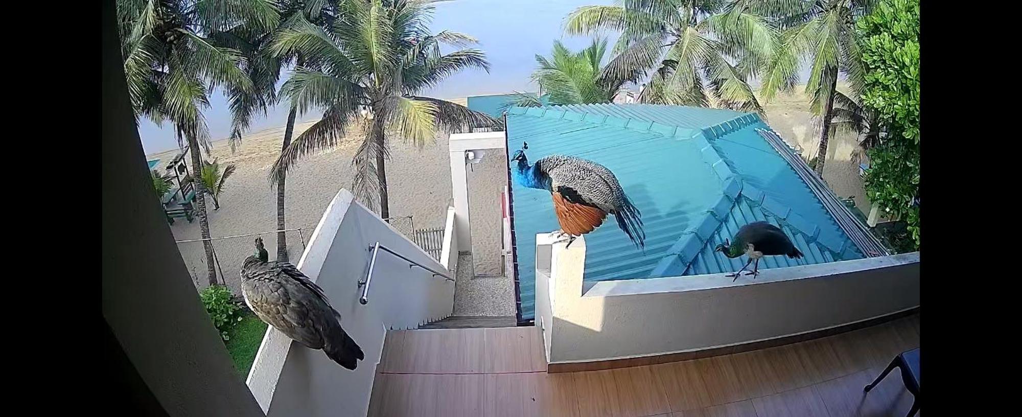 ホテル Coral Reef Guest ベールワラ エクステリア 写真